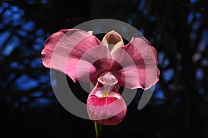 Orchid Venus slipper with big sail bloom